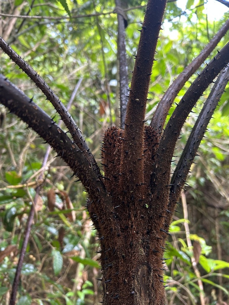 Puerto Rico Alsophila photo 6
