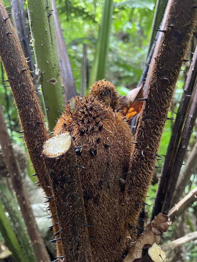Puerto Rico Alsophila photo 8