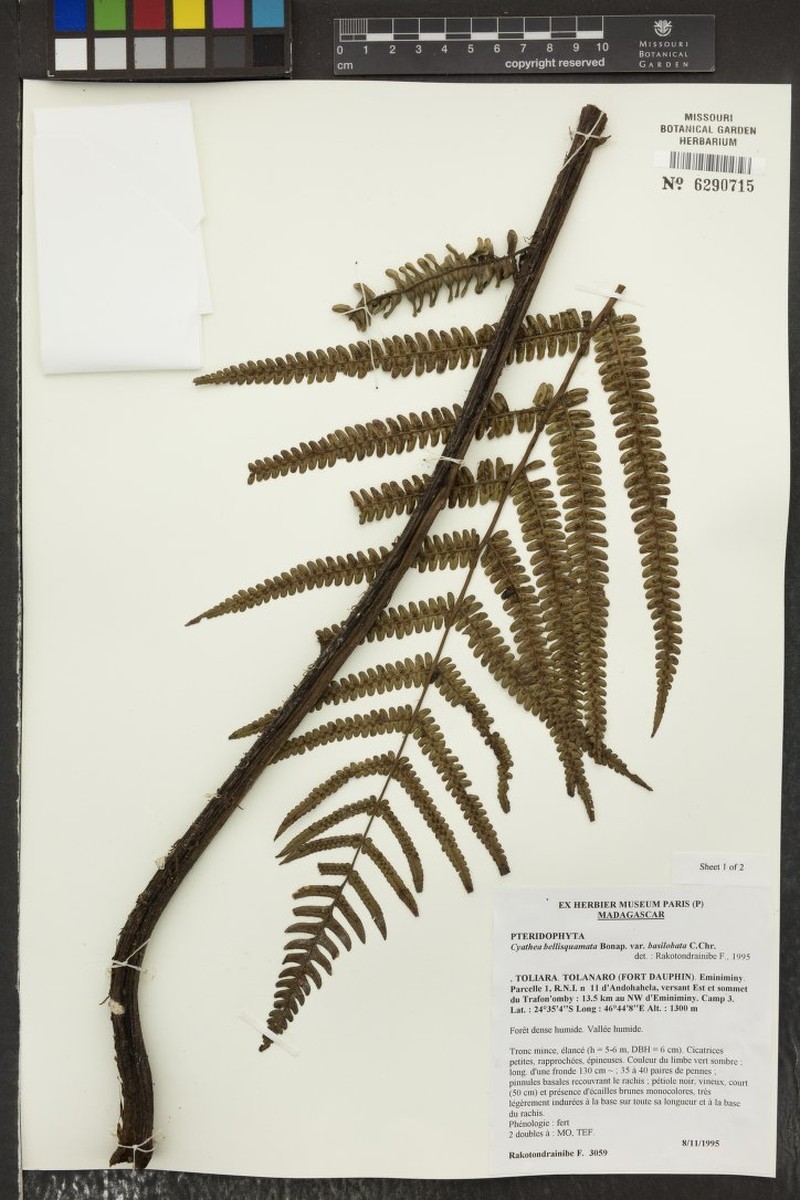 Alsophila pseudobellisquamata photo 2