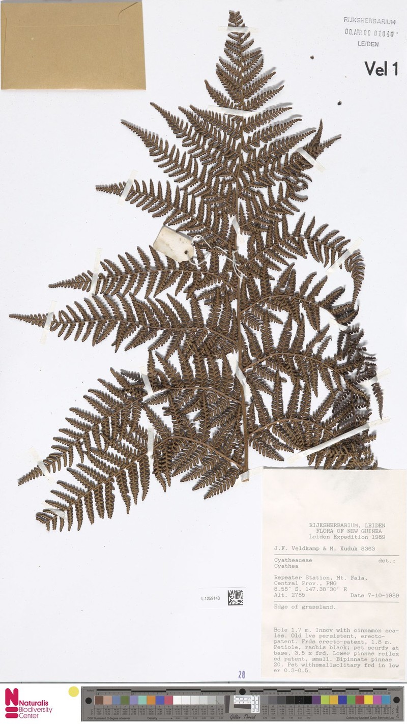 Alsophila pseudomuelleri