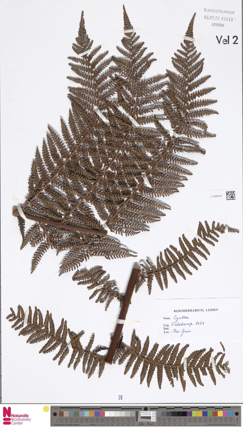 Alsophila pseudomuelleri photo 2