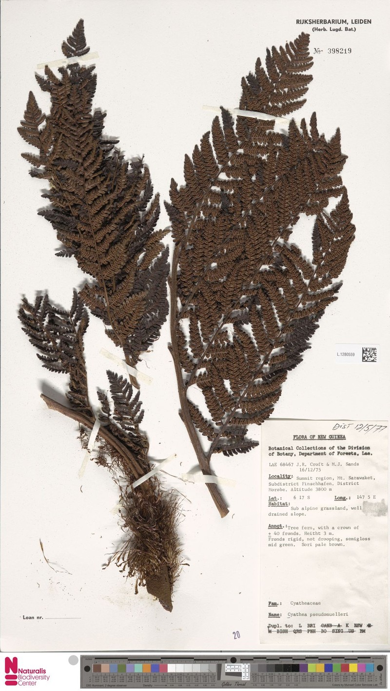 Alsophila pseudomuelleri photo 3