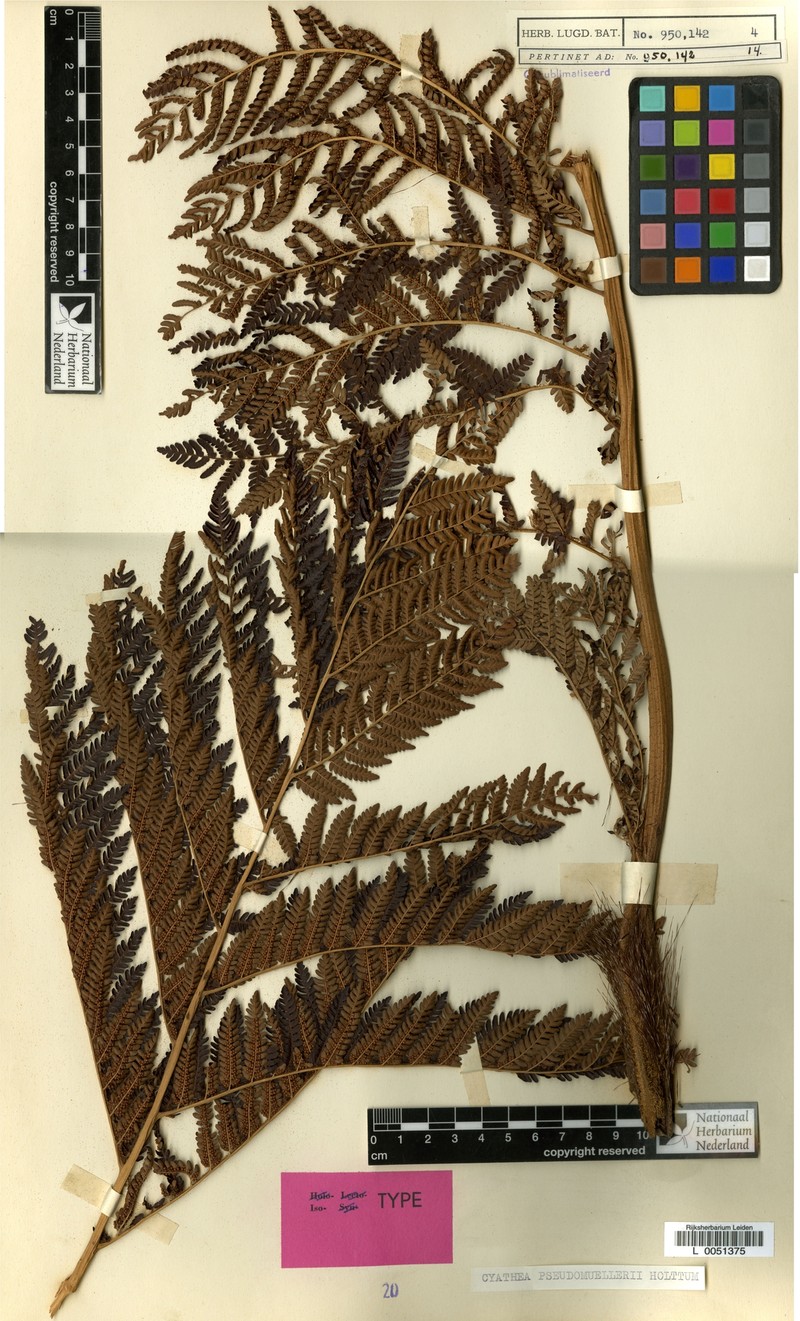 Alsophila pseudomuelleri photo 4