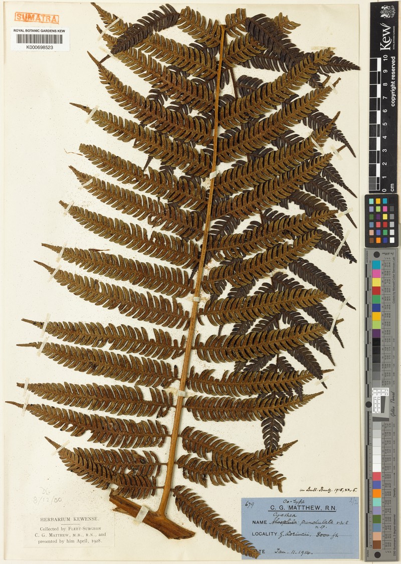 Alsophila punctulata