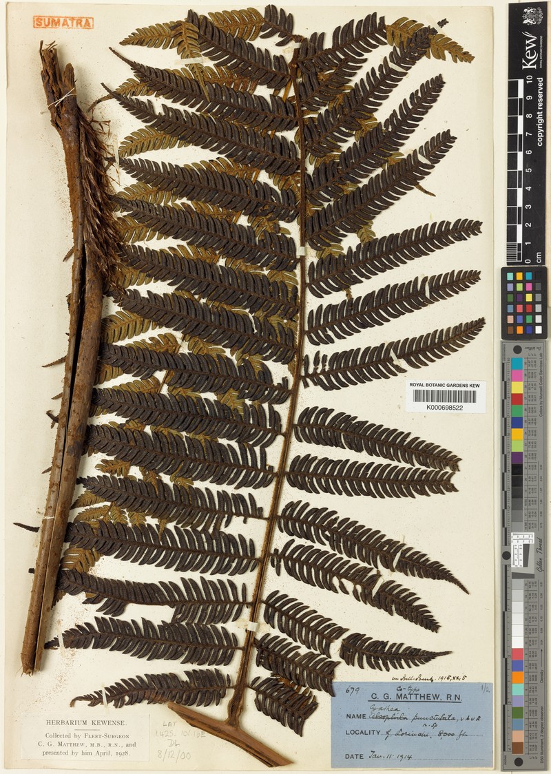 Alsophila punctulata photo 2