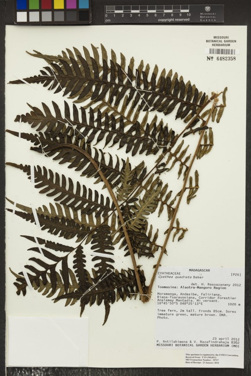 Alsophila quadrata photo 2