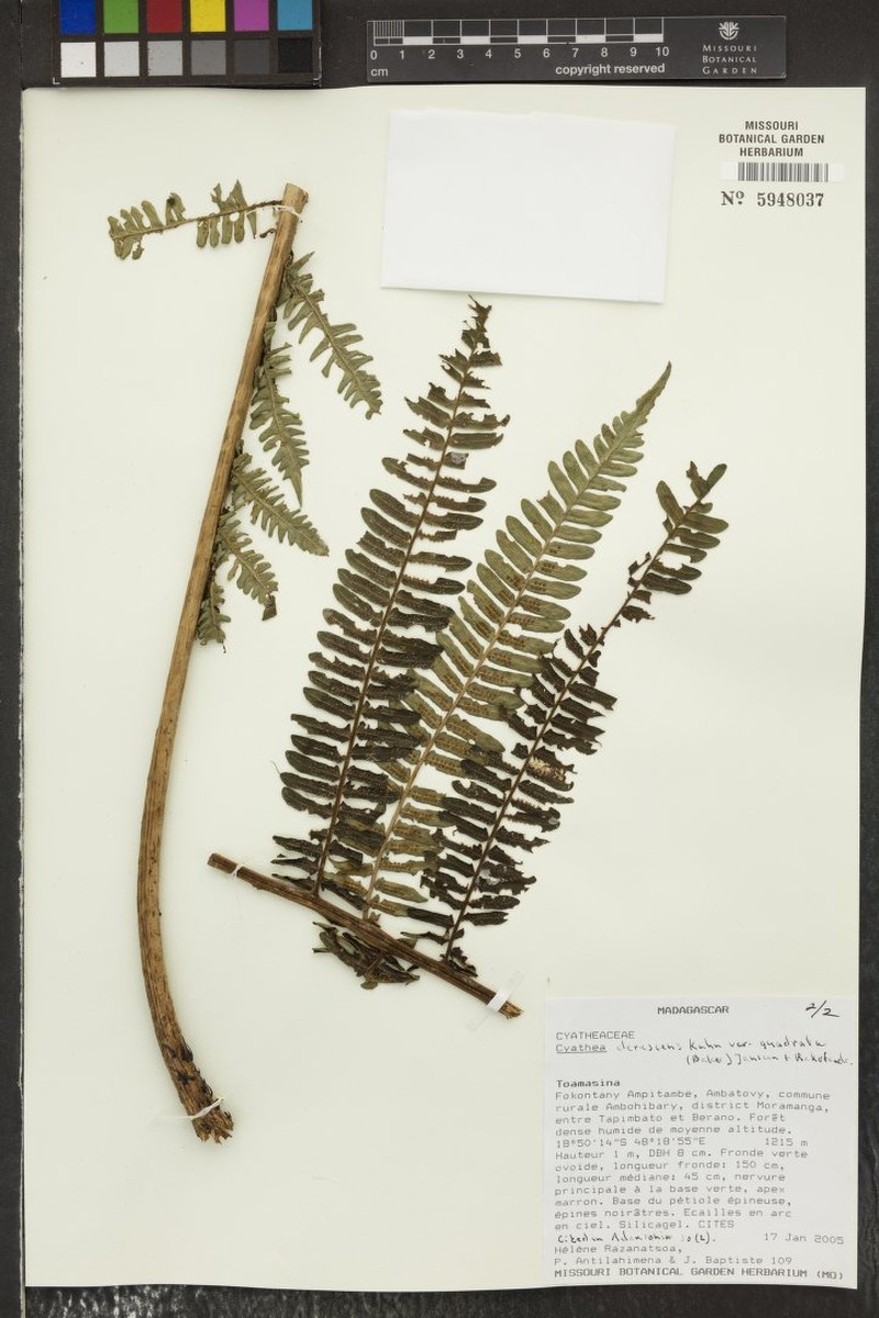 Alsophila quadrata photo 3