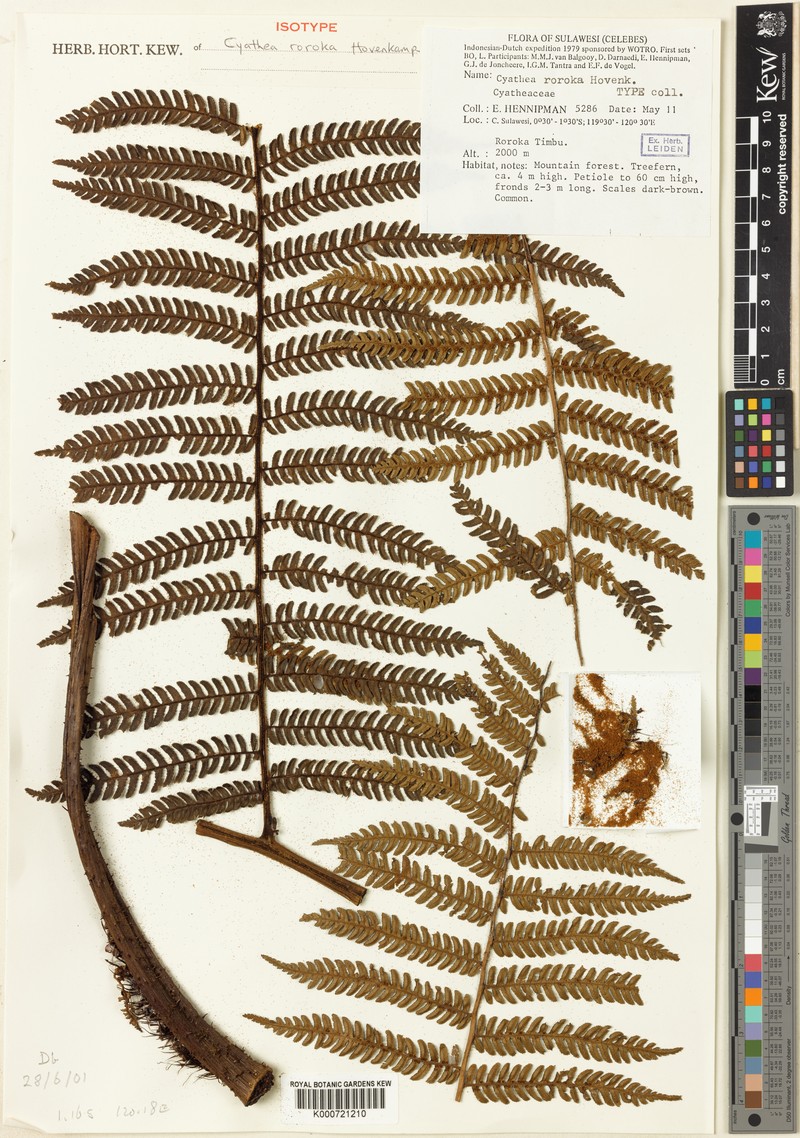 Alsophila roroka