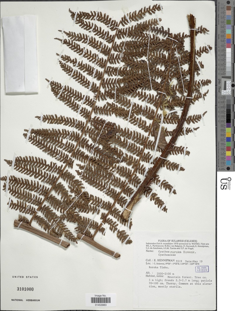 Alsophila roroka photo 3