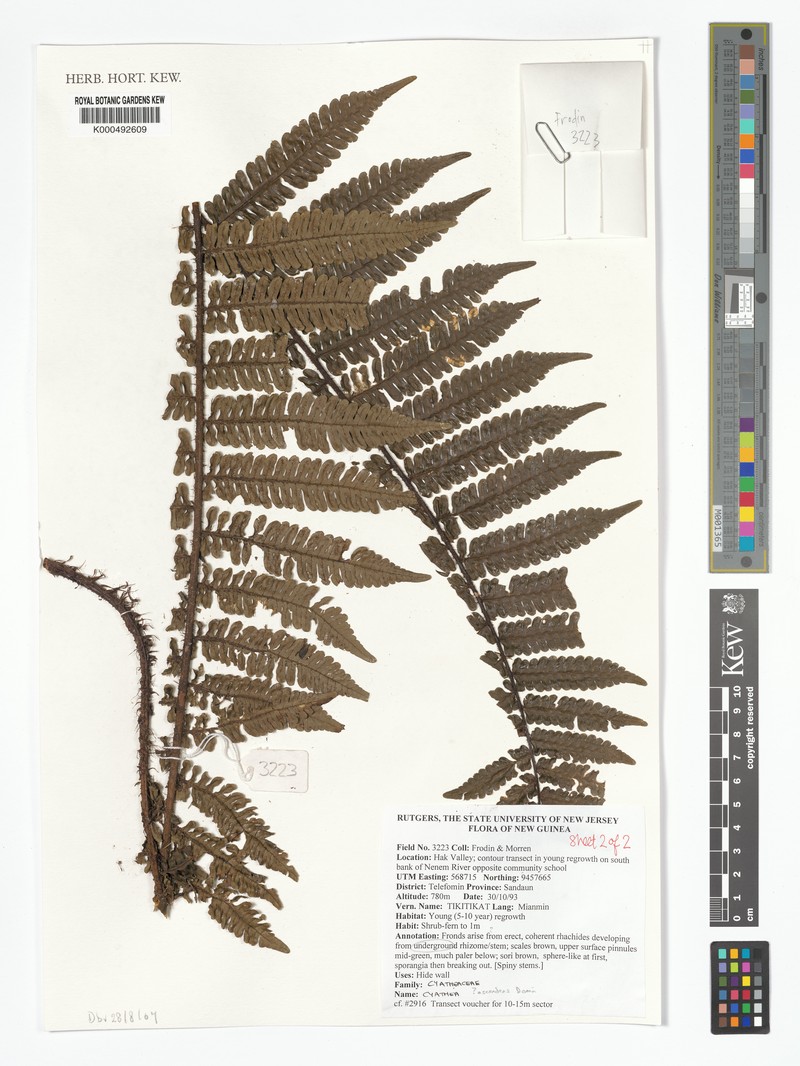 Alsophila rosenstockii