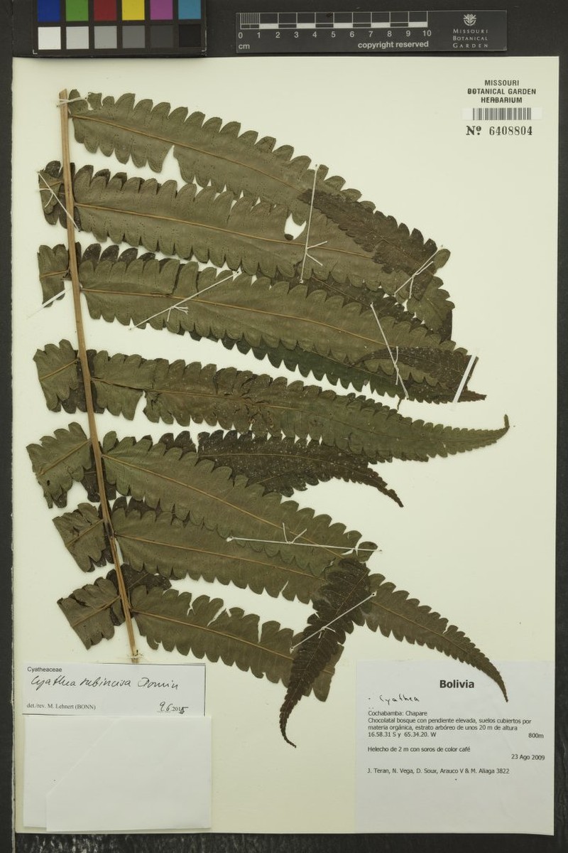 Alsophila rubiginosa