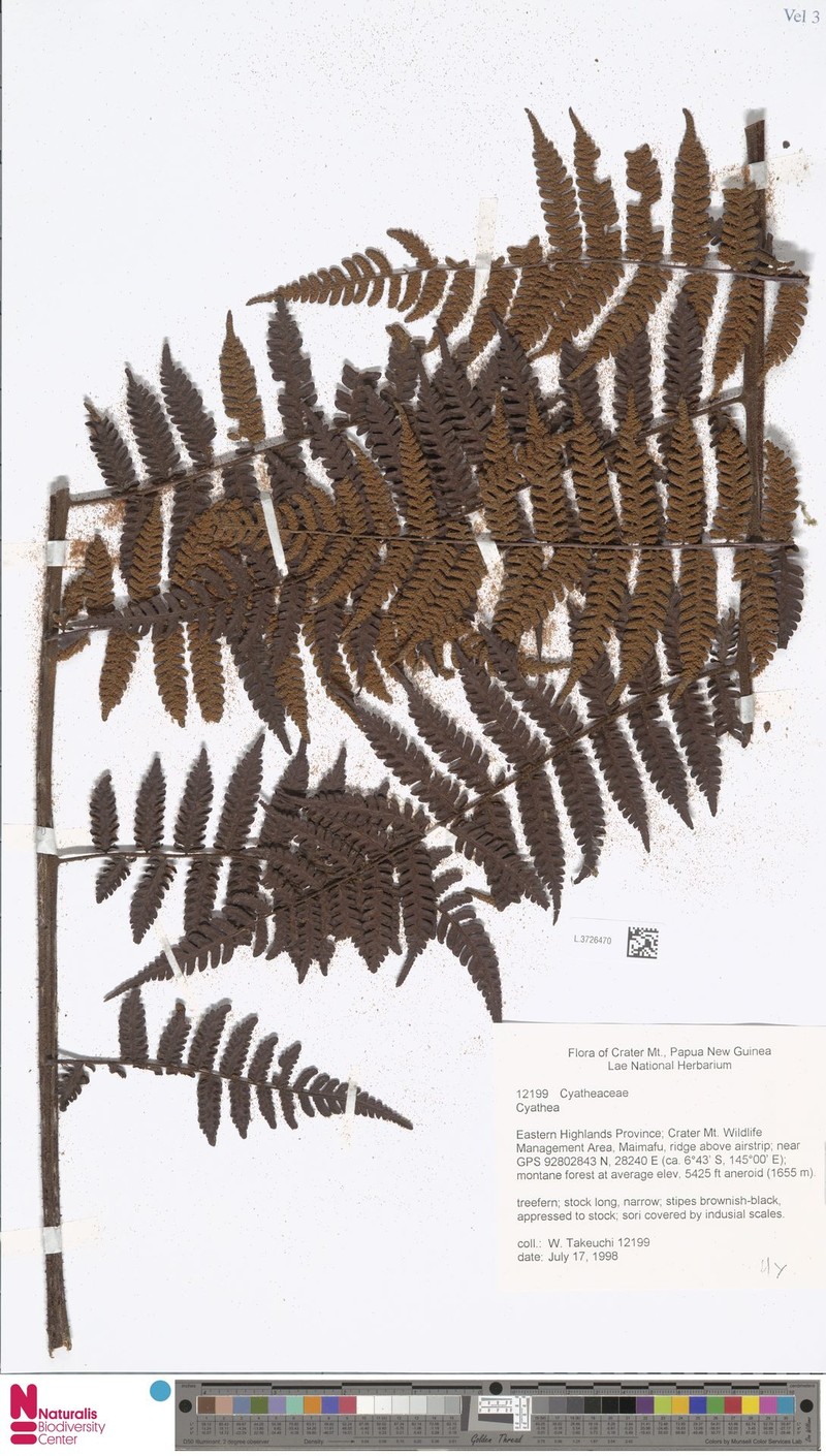 Alsophila rubiginosa photo 2