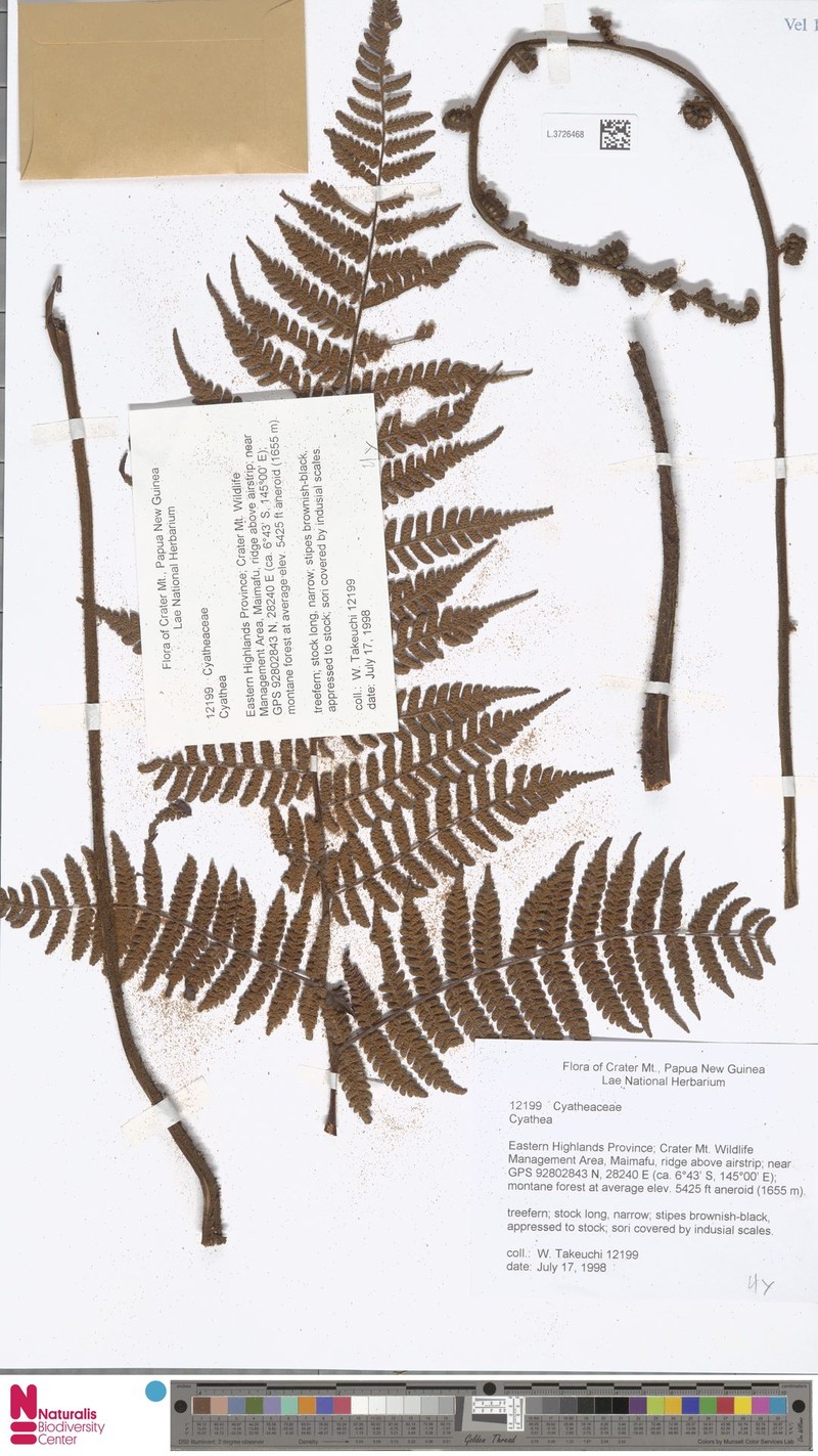Alsophila rubiginosa photo 3