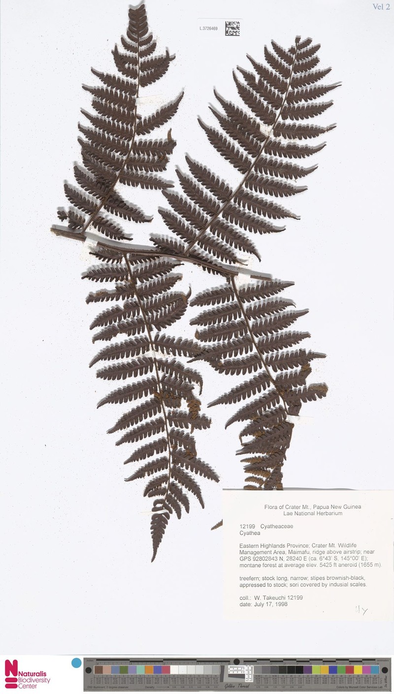 Alsophila rubiginosa photo 4