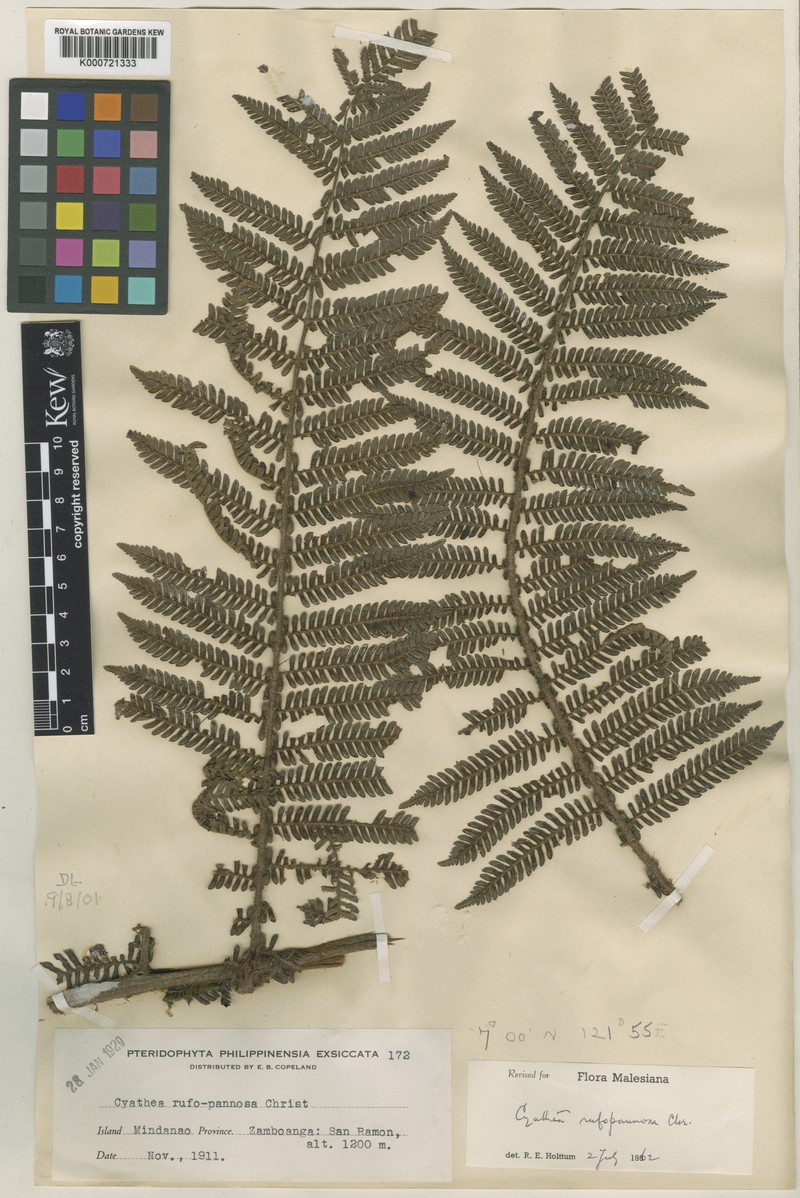 Alsophila rufopannosa photo 2