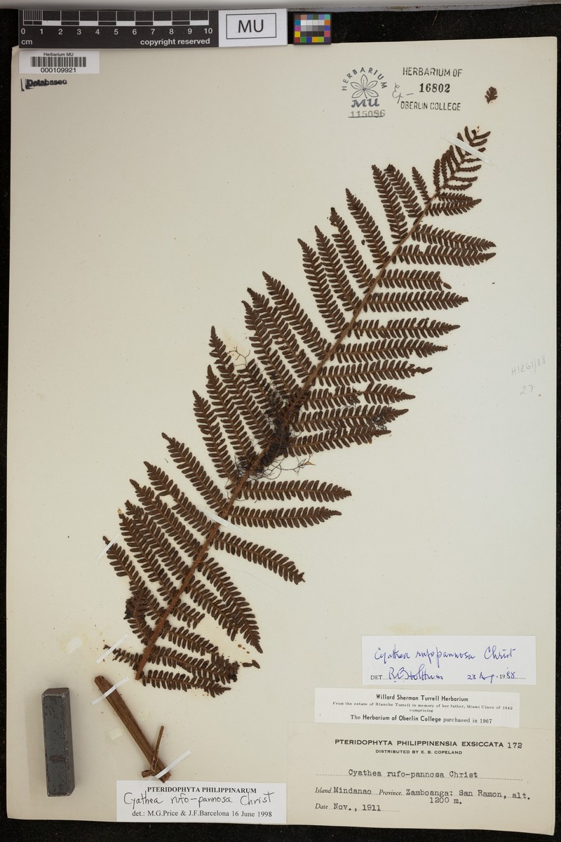 Alsophila rufopannosa