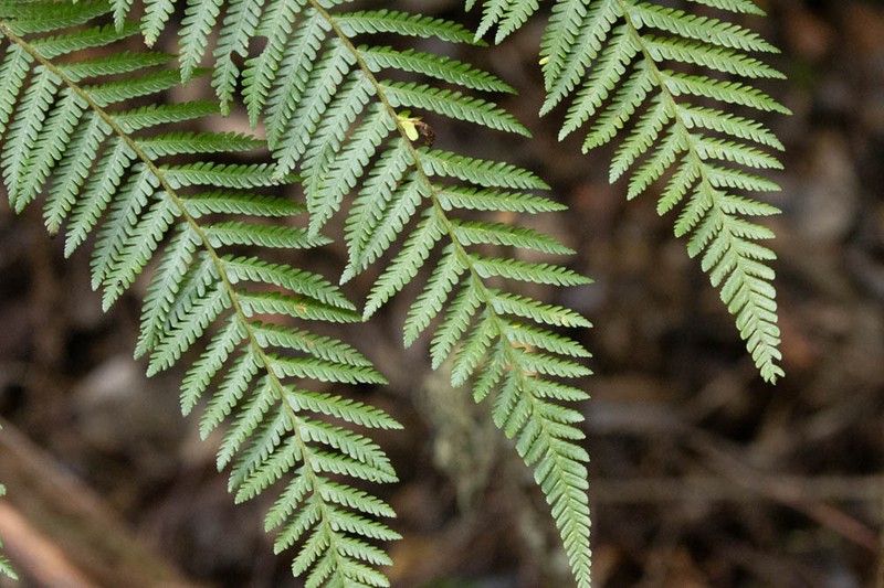 Alsophila saccata
