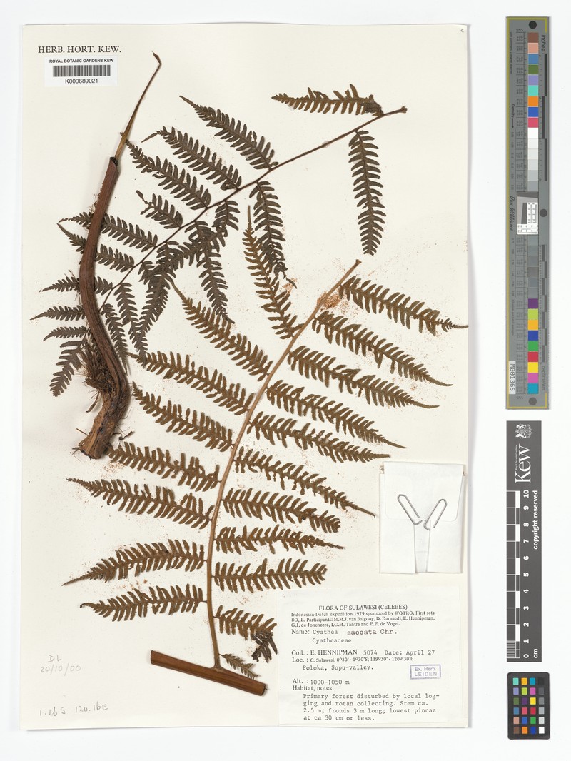 Alsophila saccata photo 3