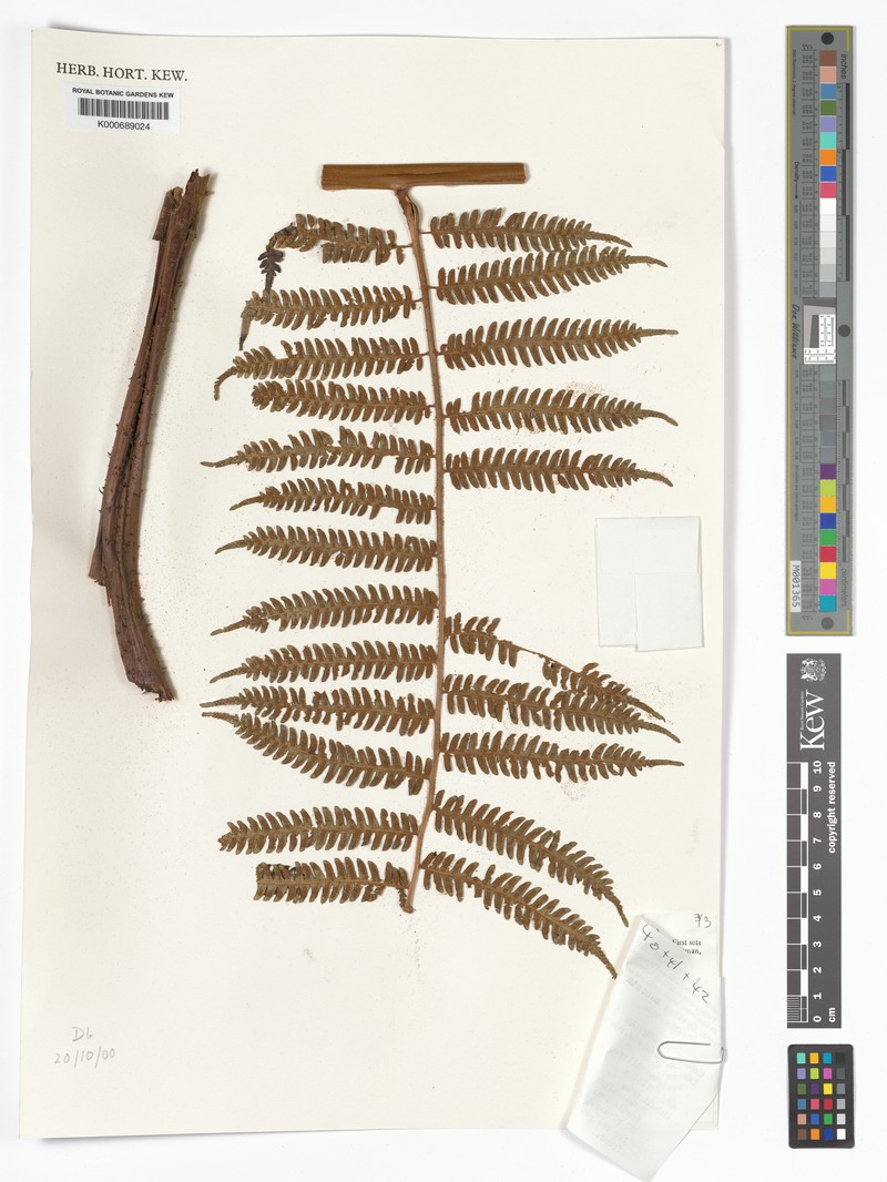 Alsophila saccata photo 4
