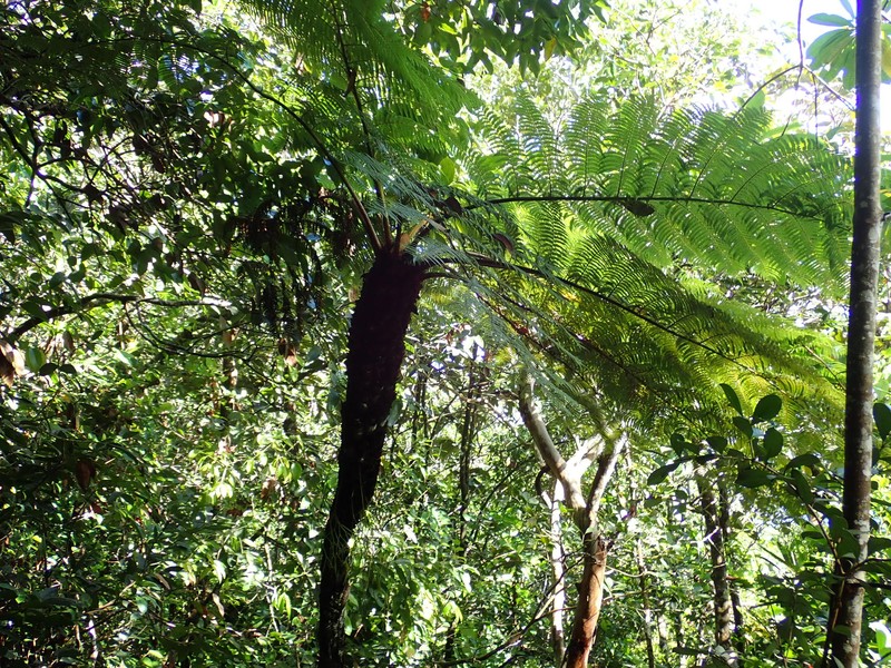 Alsophila sechellarum photo 2