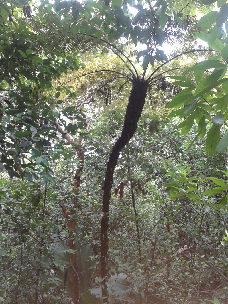 Alsophila sechellarum photo 3