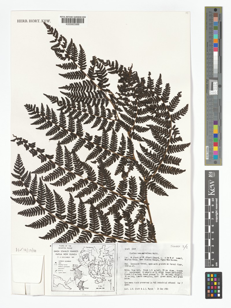 Alsophila semiamplectens