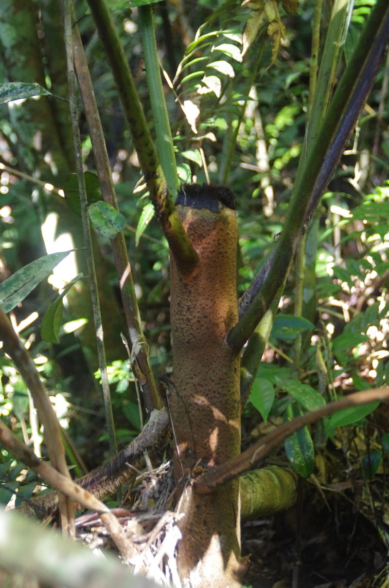 Alsophila serratifolia