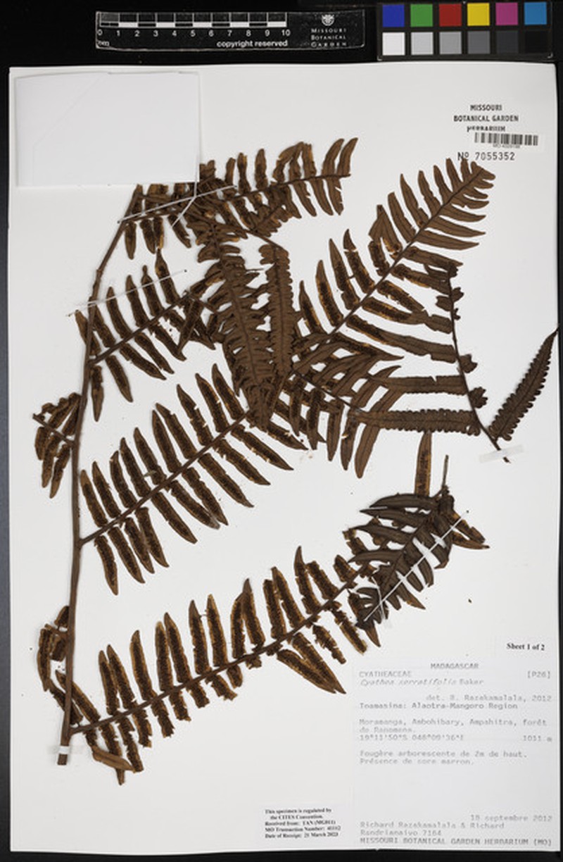 Alsophila serratifolia photo 2