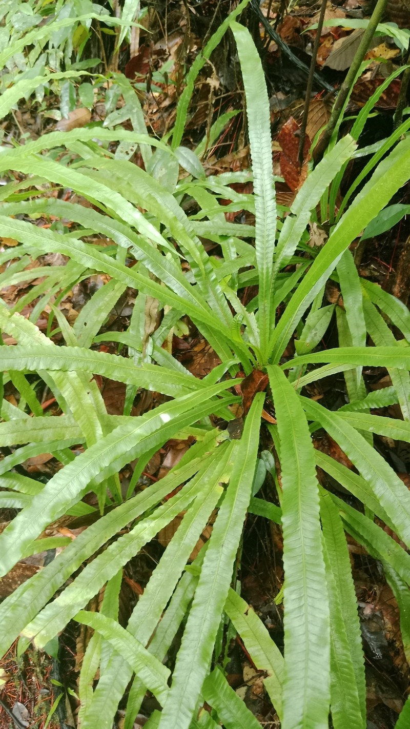Alsophila sinuata photo 8