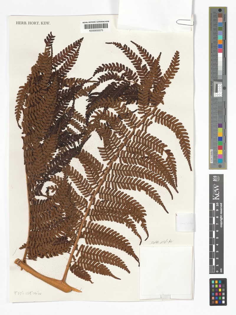 Alsophila societarum
