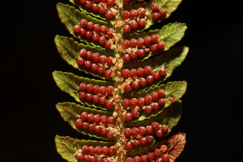 Alsophila solomonensis