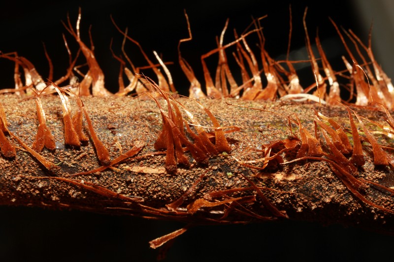 Alsophila solomonensis photo 2