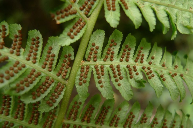 Alsophila solomonensis photo 3