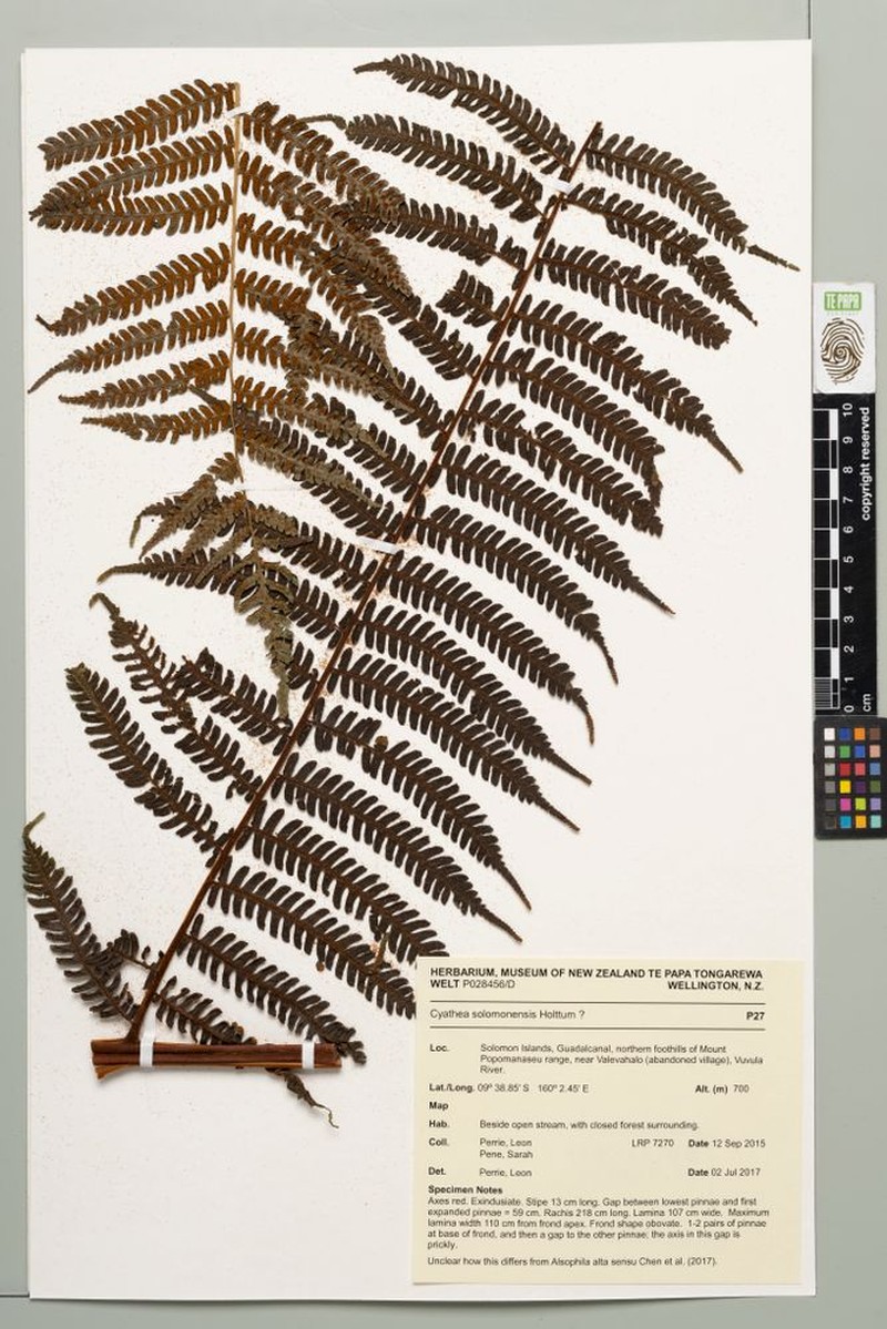 Alsophila solomonensis photo 4
