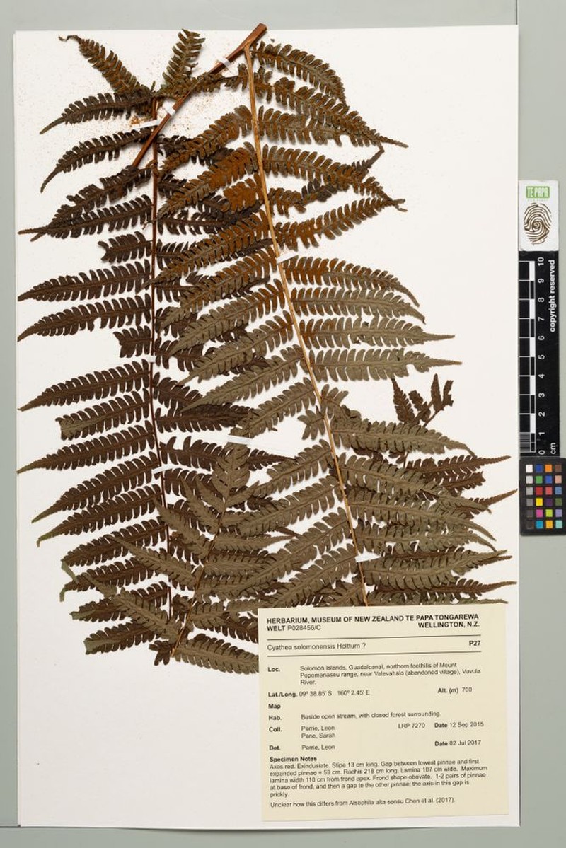 Alsophila solomonensis photo 5