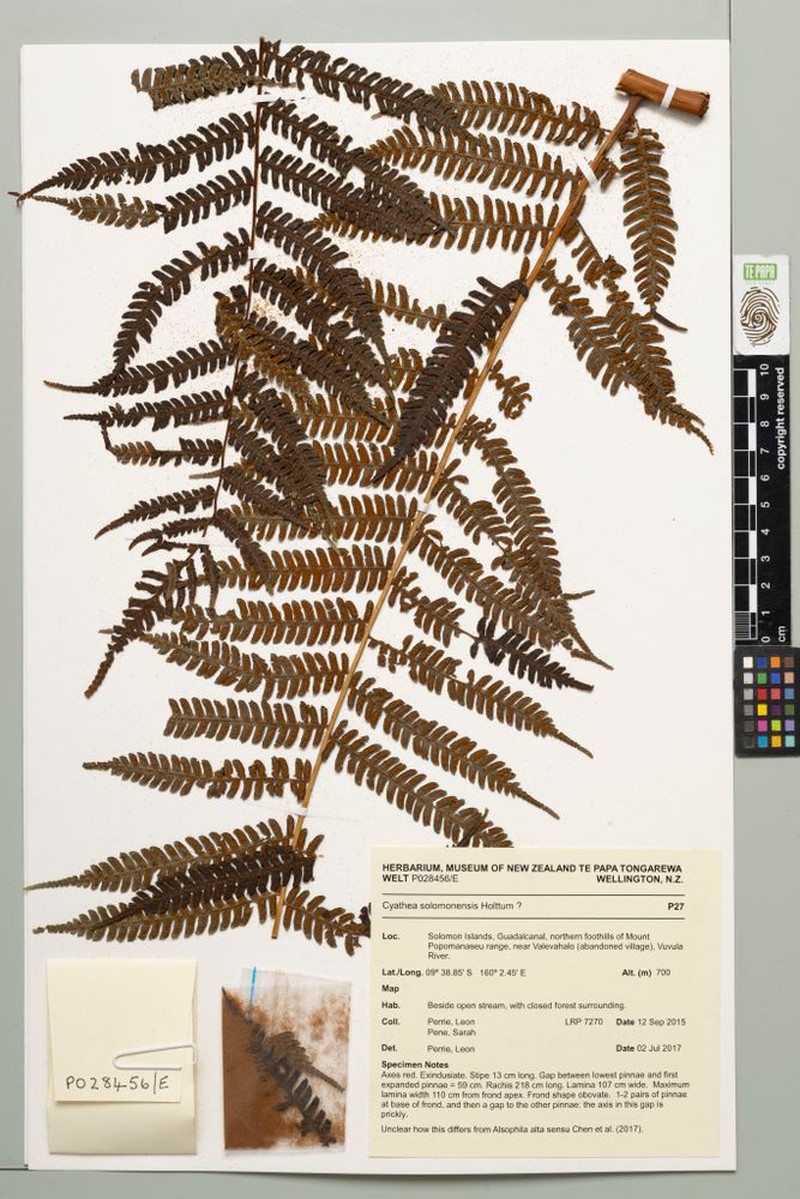 Alsophila solomonensis photo 7