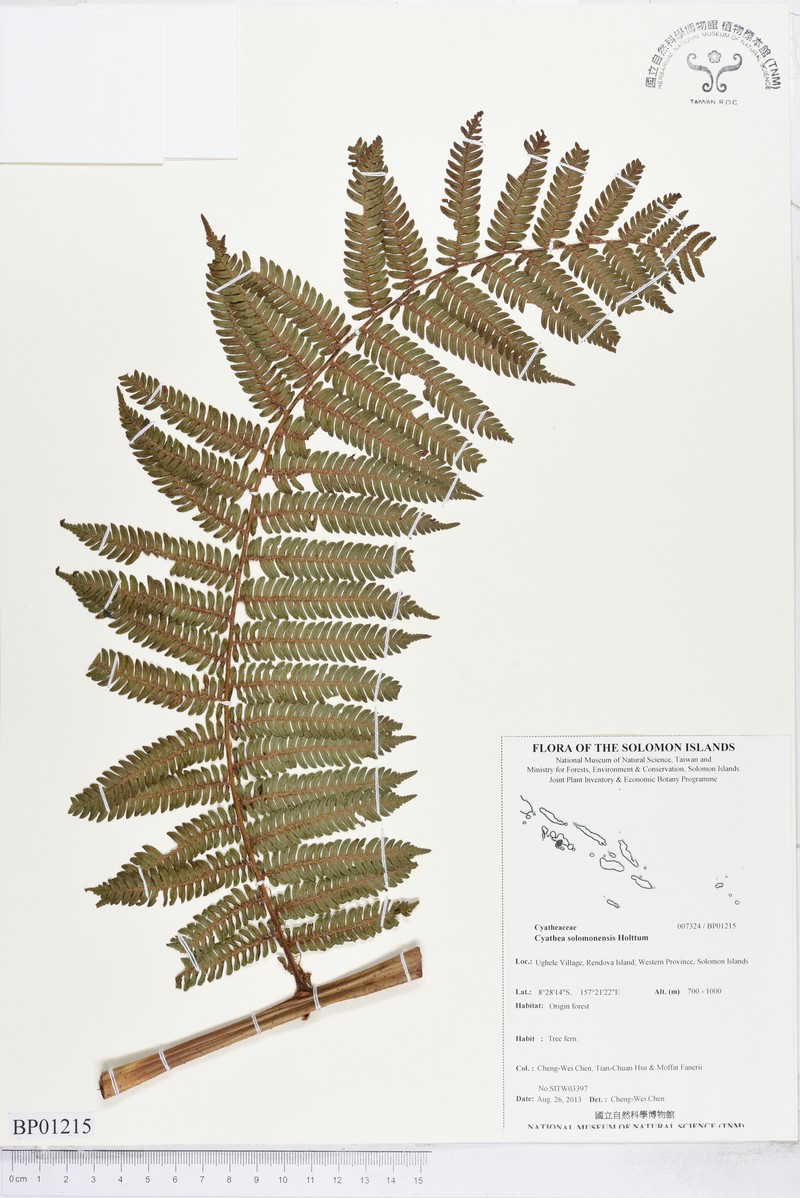 Alsophila solomonensis photo 8