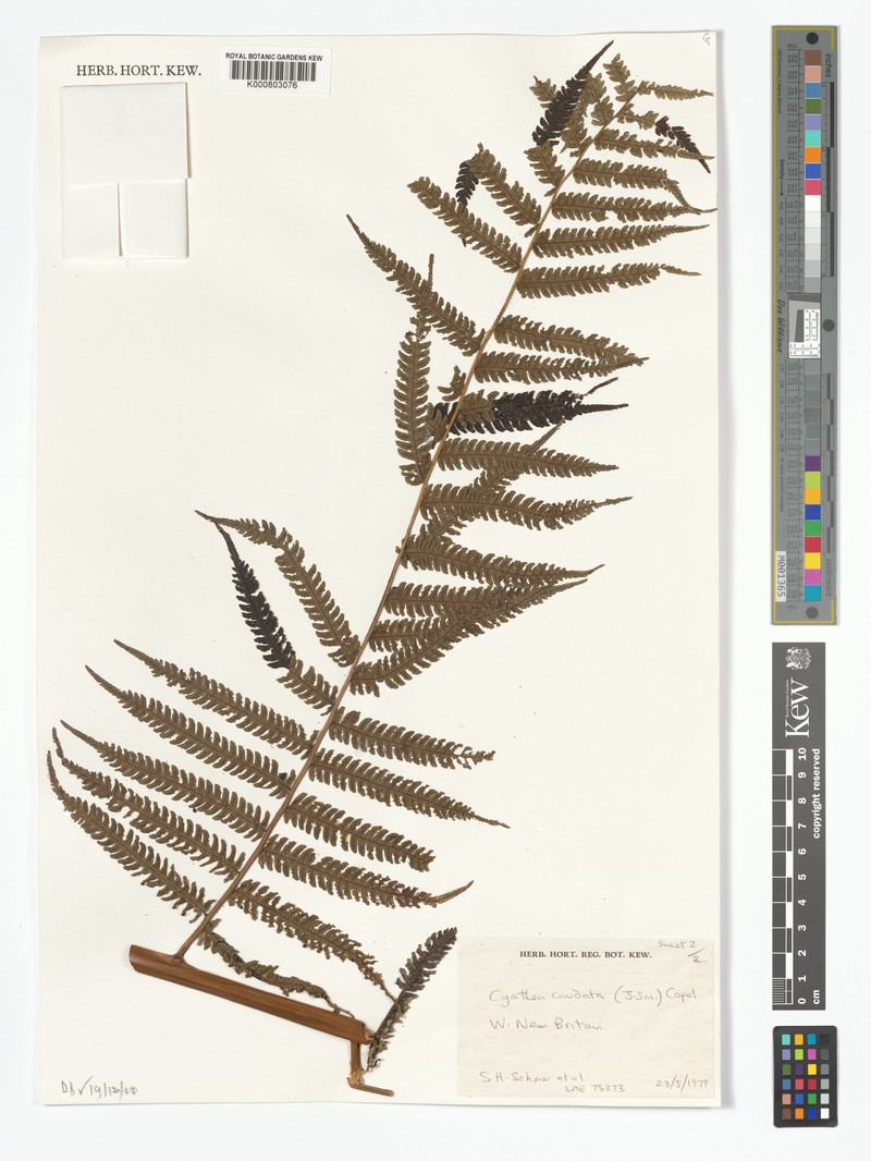 Alsophila speciosa photo 2
