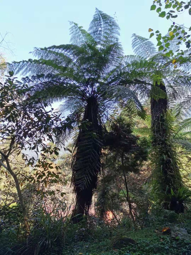 Alsophila spinulosa photo 2