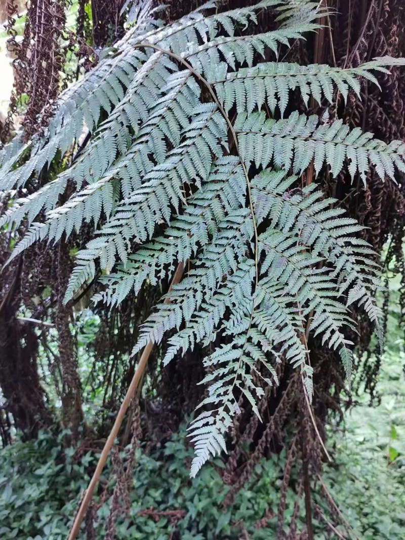 Alsophila spinulosa photo 3