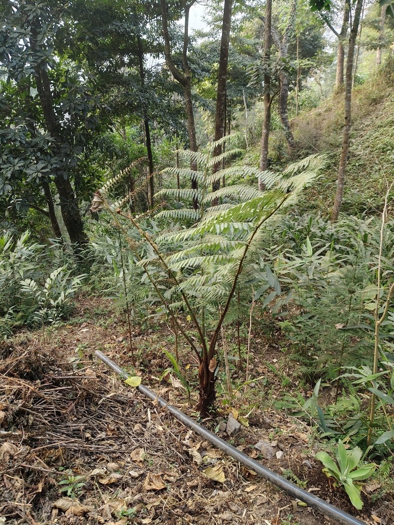 Alsophila spinulosa photo 6