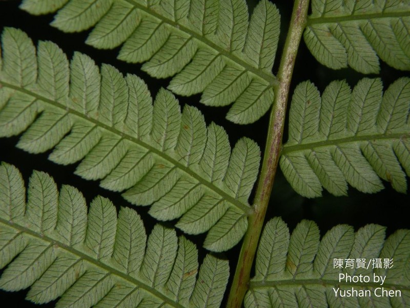 Alsophila spinulosa photo 8