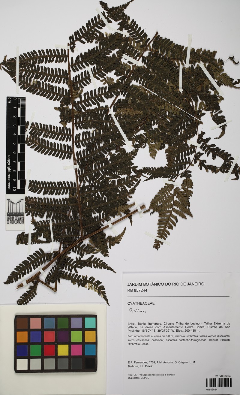 Alsophila sternbergii photo 4