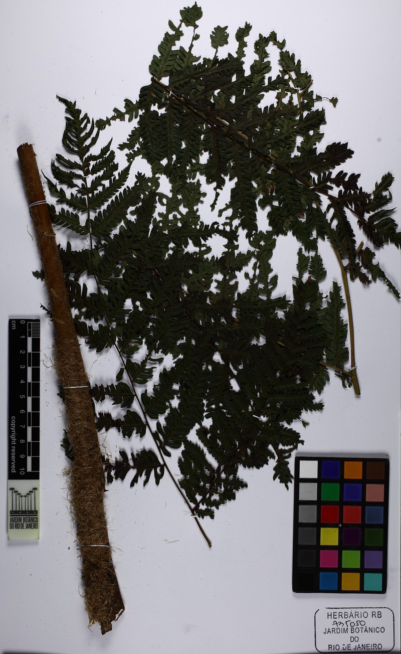 Alsophila sternbergii photo 6