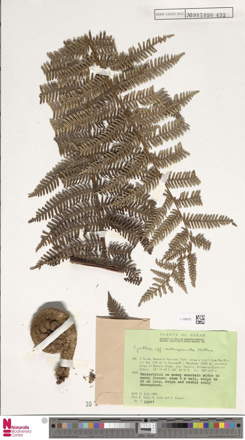 Alsophila subtripinnata