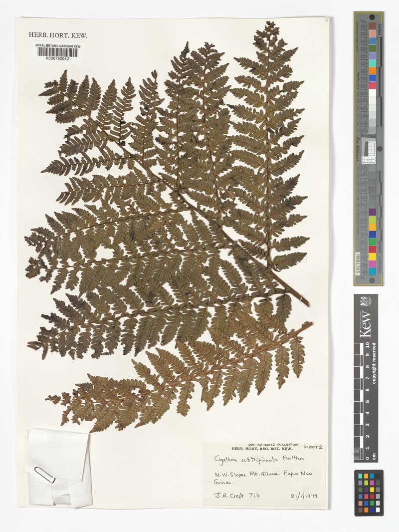 Alsophila subtripinnata photo 2