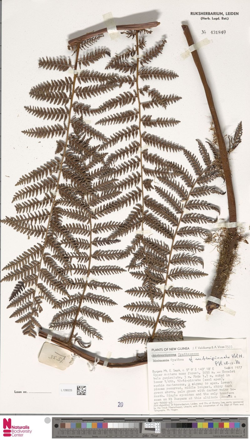 Alsophila subtripinnata photo 4