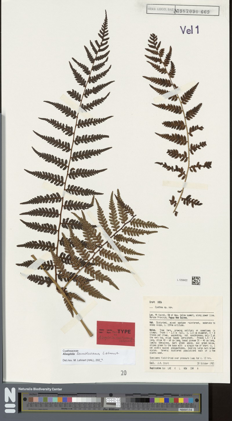 Alsophila sundueana photo 3