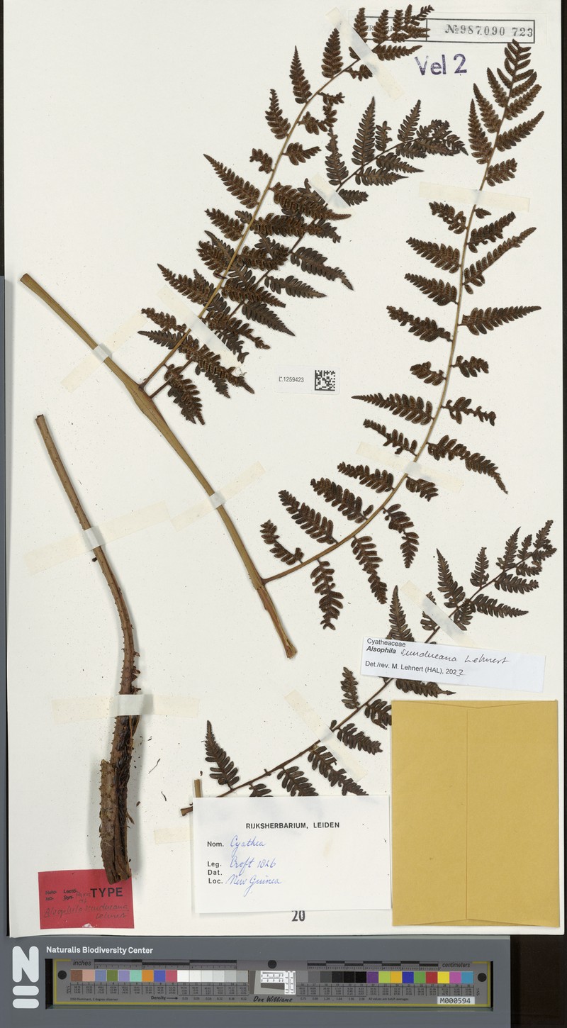 Alsophila sundueana photo 4