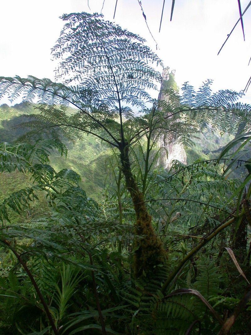 Alsophila tahitensis photo 2